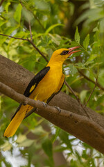 
Majestic looking yellow colour bird perched on tree with green background