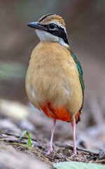 Multi Colour Bird portrait
