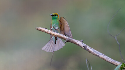 Green Colour bird landing on a twig