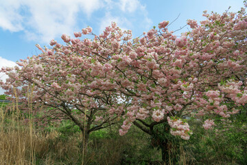 Fototapeta premium 겹벚꽃