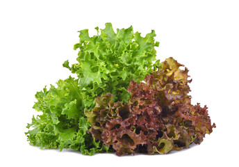 Fresh green red lettuce isolated on transparent background. PNG