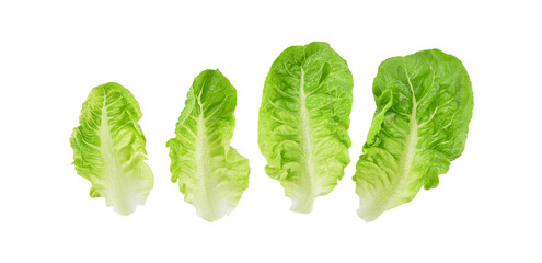 Fresh green cos lettuce leaf isolated on transparent background. PNG