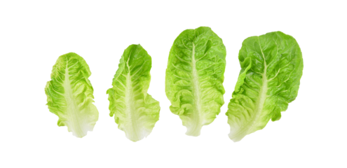 Fresh green cos lettuce leaf isolated on transparent background. PNG