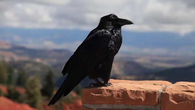 Crow on an adobe and mountain region in the background