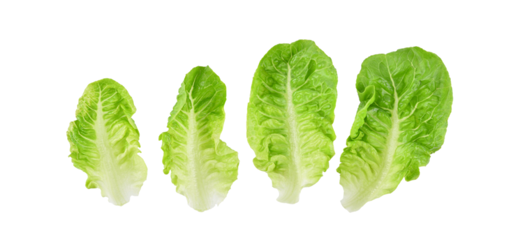 Fresh green cos lettuce leaf isolated on transparent background. PNG
