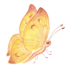 Butterfly illustration. Watercolor painting.