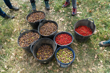 when picking acorns and rose hips

