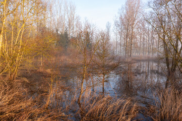 Naklejka na ściany i meble A quiet early morning scene with a light mist covering a tree filled landscape in east flanders, Belgium.