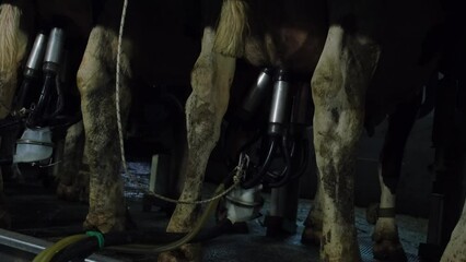 In Turkey, middle east countries, cow care milking forage eating, farm life cow