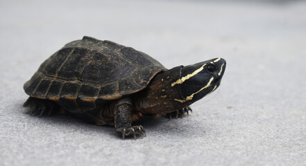 turtle on the rock