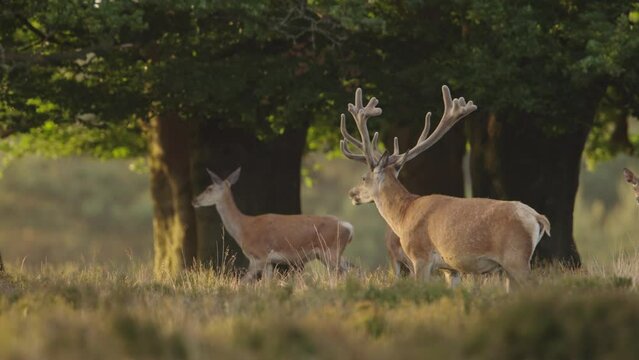 Red Deer, Walking Across Forest Meadow, Deer Herd and Forest in the Background, Close Up CInematic Slow Motion 