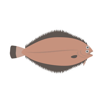 recommend clip art: ヒレグロ（ナメタガレイ）。フラットなベクターイラスト。
                    Blackfin flounder. Flat designed vector illustration.