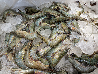 fresh shrimp on the market,Shrimp in ice,prawn,shrimp fish in ice.