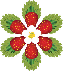 strawberry and flower vector image