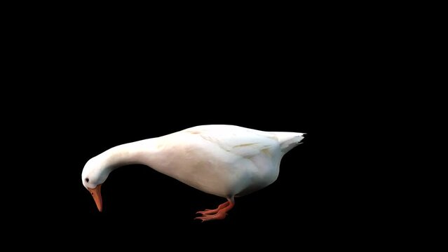 A white goose standing idle eating on black background, 3D animation, animated animals, seamless loop animation