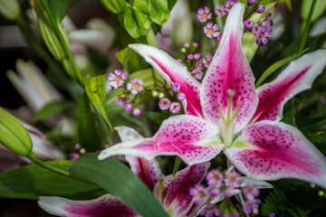 Bouquet Stargazer Lily Flower
