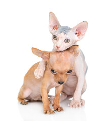 Playful Sphynx kitten hugs Toy terrier puppy.  isolated on white background