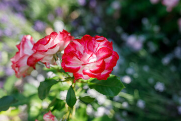 Rose flower on background blurry pink roses flower in the garden of roses. Nature.