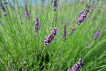 The smell of lavender has a calming effect
