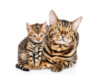 Adult Bengal cat and tiny kitten lying together. isolated on white background
