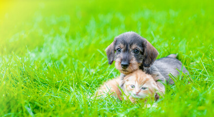 Friendly Dachshund puppy hugs ginger kitten on green summer grass at sunny day. Empty space for text
