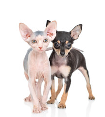 Toy terrier puppy and sphynx kitten stand together.  isolated on white background