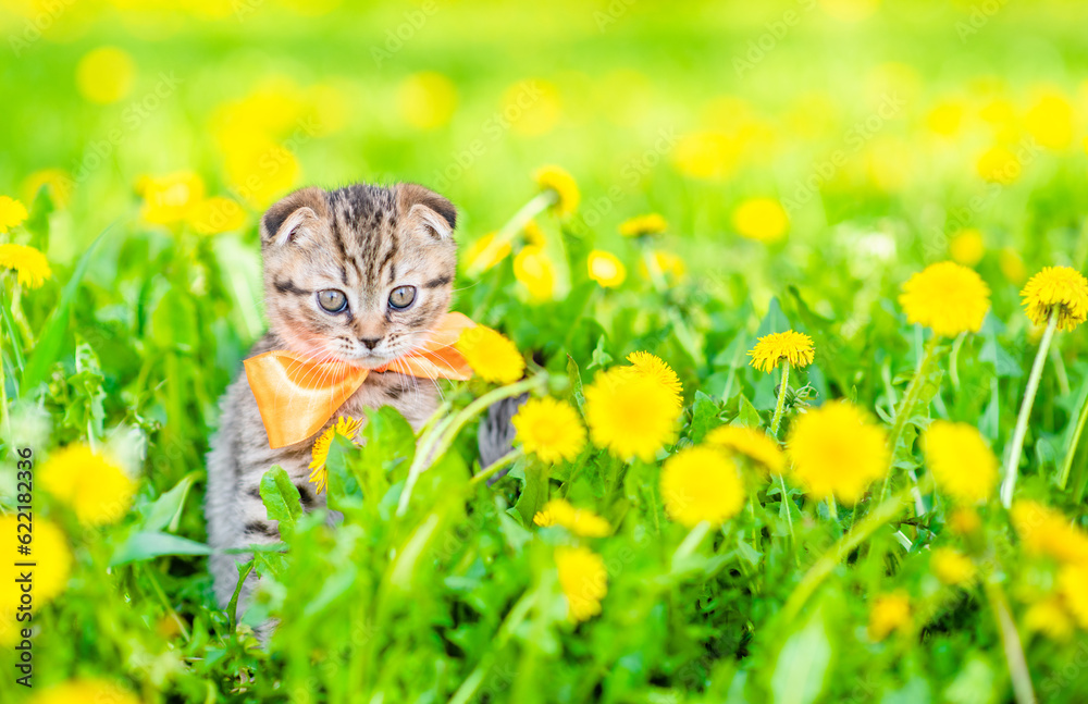Poster tiny kitten wearing tie bow sits on dandelion lawn. empty space for text