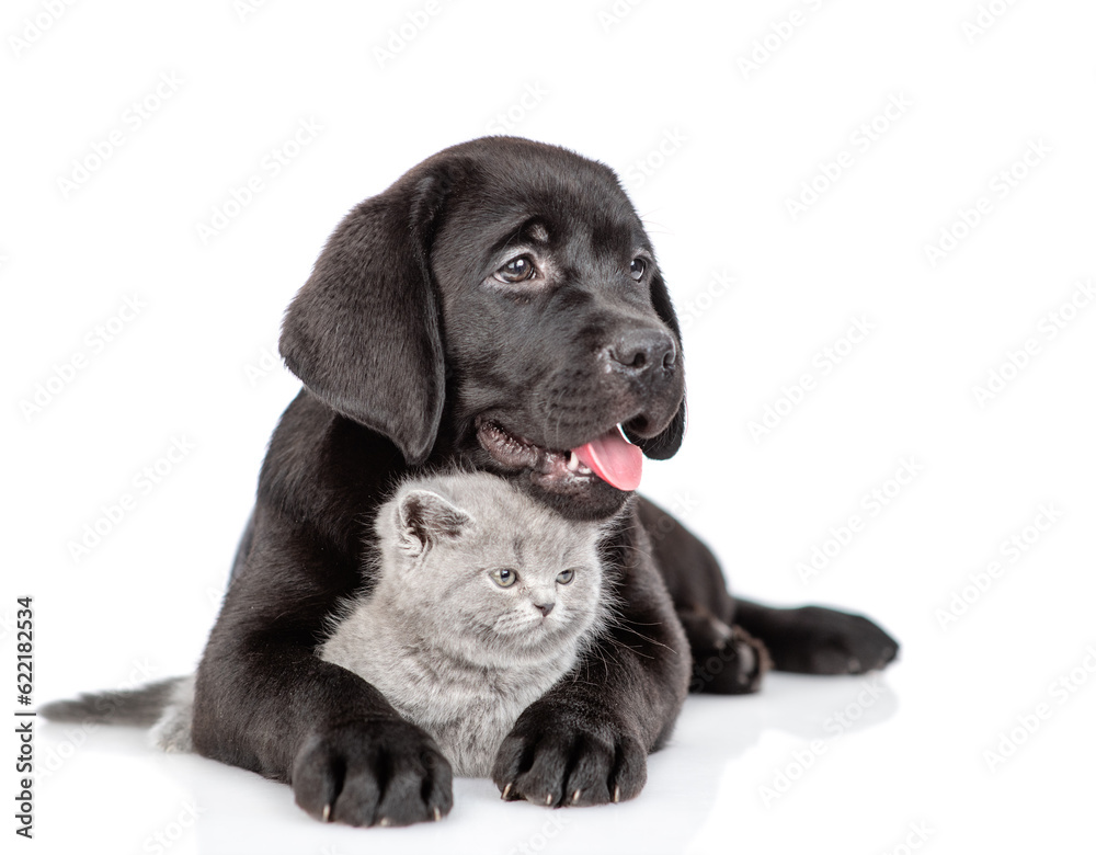 Poster Black labrador puppy hugs tiny kitten. Pets look away on empty space together. Isolated on white background