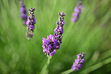 The smell of lavender has a calming effect
