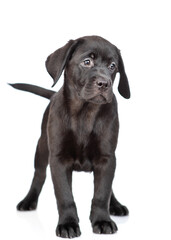Cute Black labrador retriever puppy standing in front view and looking away. Isolated on white background