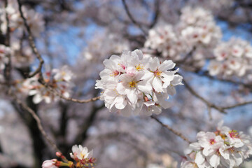 Naklejka premium cherry blossom in spring