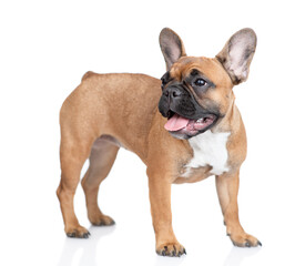 French Bulldog puppy standing in  side view and looking away on empty space. Isolated on white background
