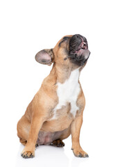 Howling French Bulldog puppy. isolated on white background