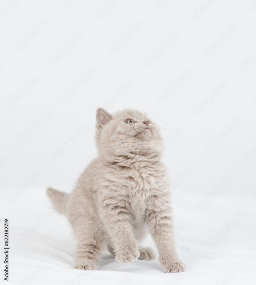 Poster playful kitten sits looks away and up on empty space. isolated on white background