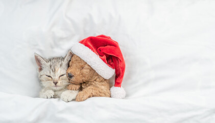 Cute tiny Toy Poodle puppy wearing red santa hat hugs tabby kitten under white warm blanket on a...