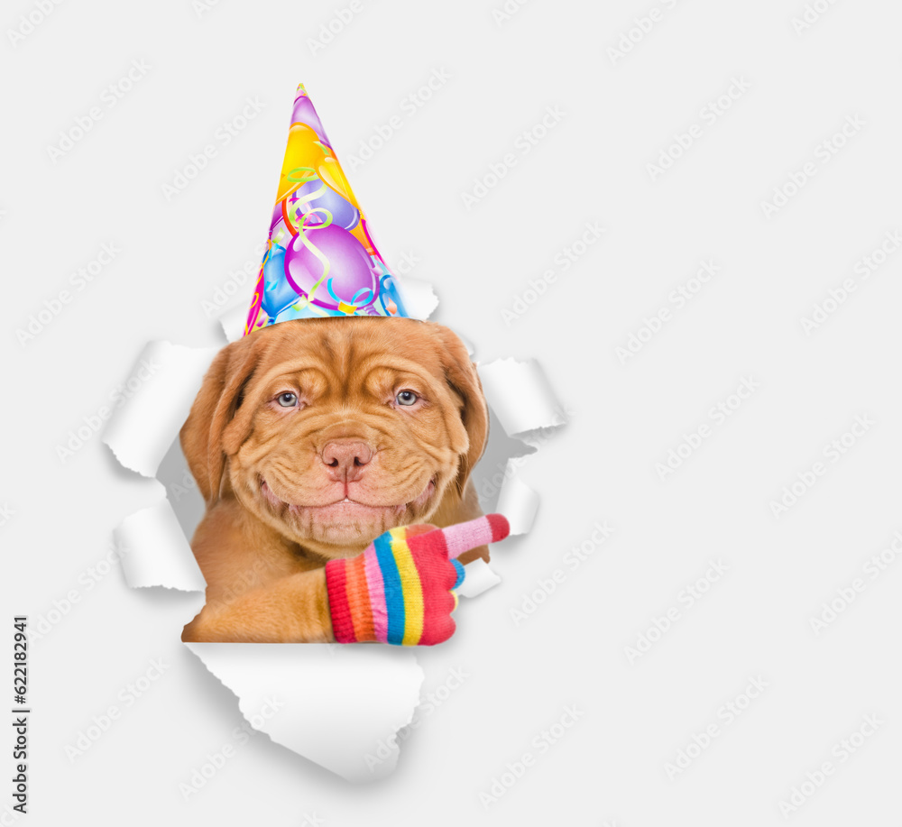 Poster Smiling Mastiff puppy wearing  party cap looking through the hole in white paper and points away on empty space