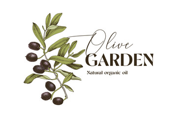 Olive branch logo and badge design.