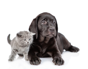 Young black labrador puppy and tiny kitten look away on empty space together. Isolated on white background