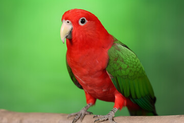 Fototapeta premium Very cute Eclectus in nature, national geography, Wide life animals. AI Generated.