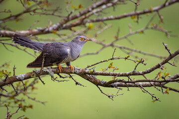 Common cuckoo (Cuculus canorus) on the branch
