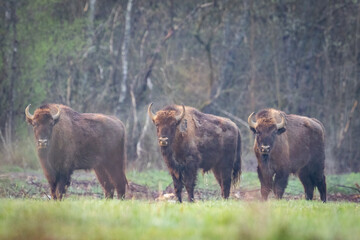 The wild European bison - Bison bonasus in the  Poloniny National park in Slovakia. Wildlife scenery.