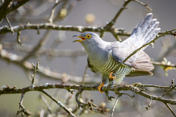 Common cuckoo (Cuculus canorus) on the branch