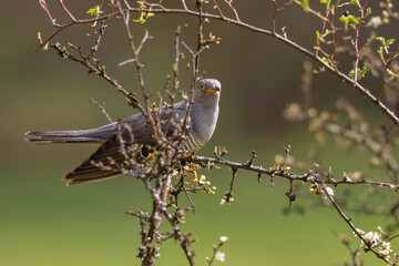 Common cuckoo (Cuculus canorus) on the branch