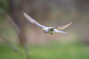Common Cuckoo in flight / Cuculus canorus ( European Cuckoo)