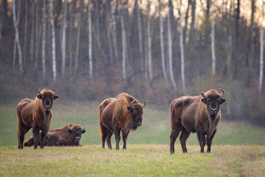 The wild European bison - Bison bonasus in the  Poloniny National park in Slovakia. Wildlife scenery.