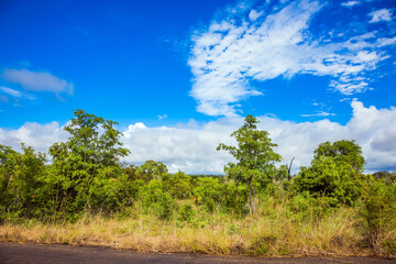 Obraz premium The Kruger Park. South Africa