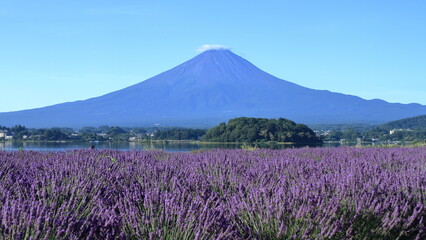 The smell of lavender has a calming effect
