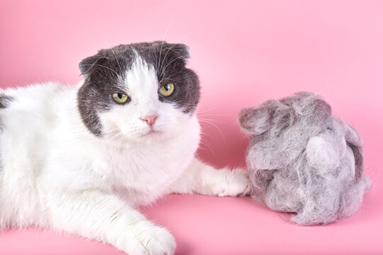 A cat and a clump of fur isolated.