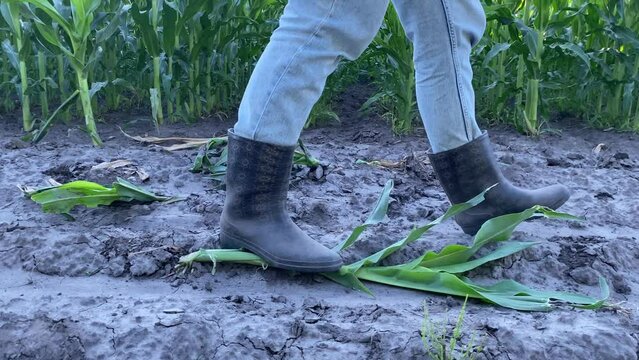 Low section woman farmer in rubber boots walks cornfield revealing her troubled state. She accidentally breaks tramples upon plant. Reality of farming, setback disappointment can occur along activity