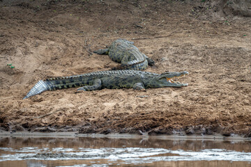 Crododile in Kenya, Masai Mara